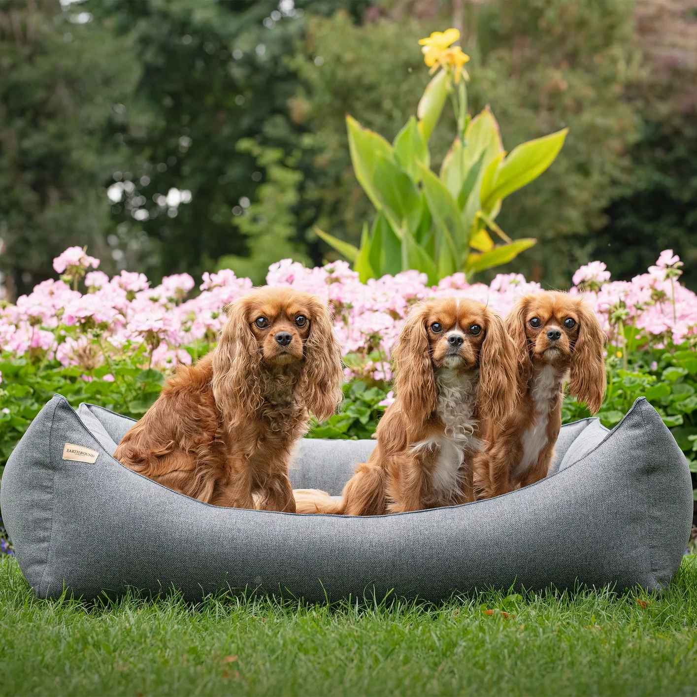 Earthbound Rectangular Camden Teal Dog Bed