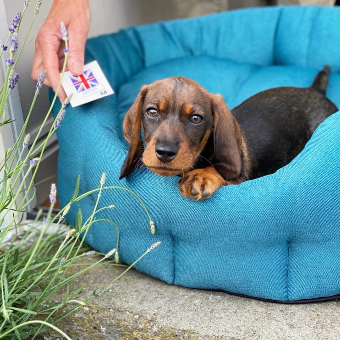 Earthbound Teal Camden Dog Bed