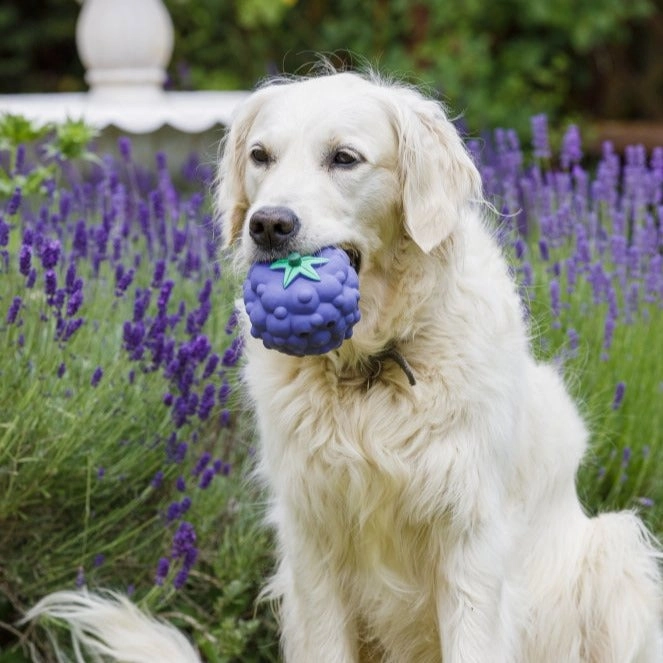 Foodie Faces Latex Blackberry Dog Toy