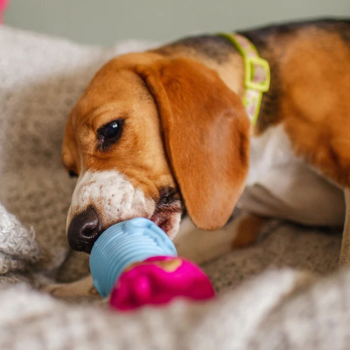 K9 Connectables The Dentist