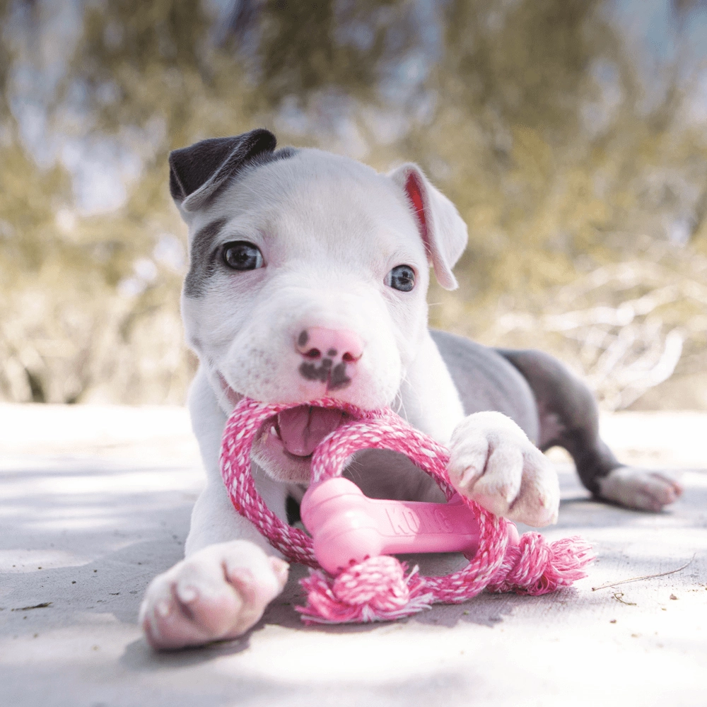 Kong Puppy Goodie Bone with Rope