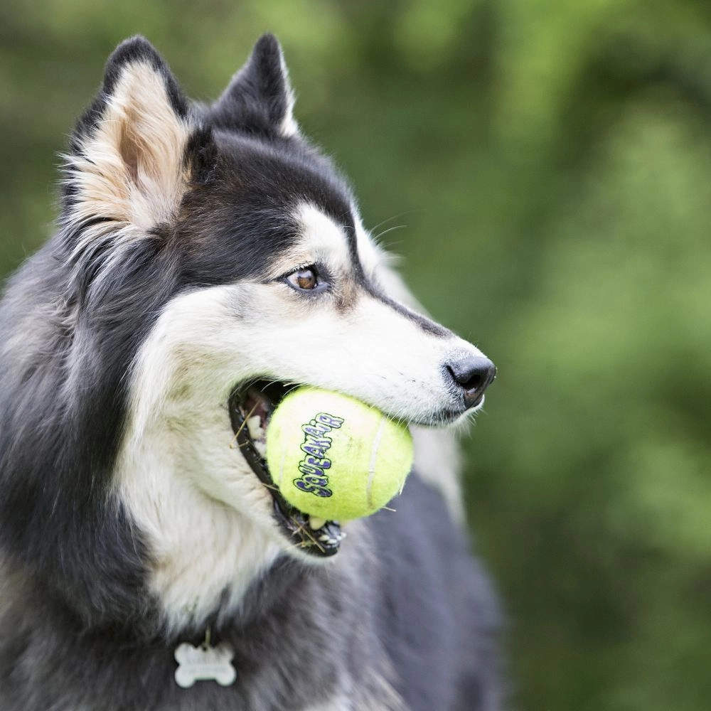 Kong SqueakAir? Tennis Ball