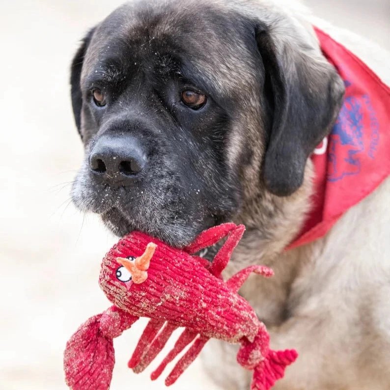 Lobster Hugglehounds Knottie
