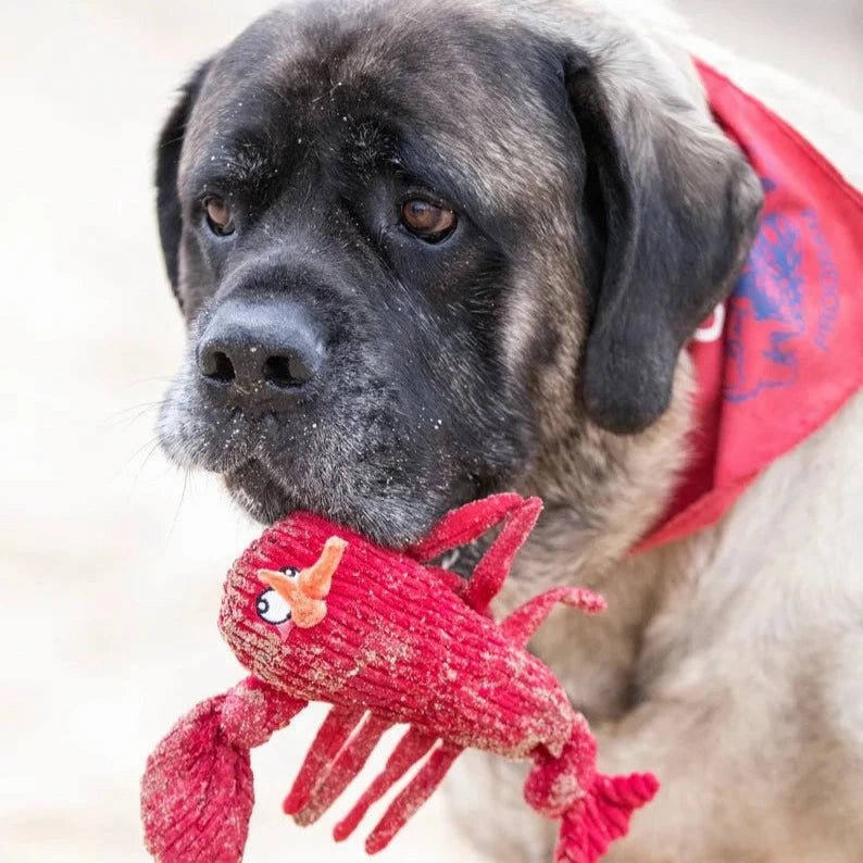 Lobster Hugglehounds Knottie