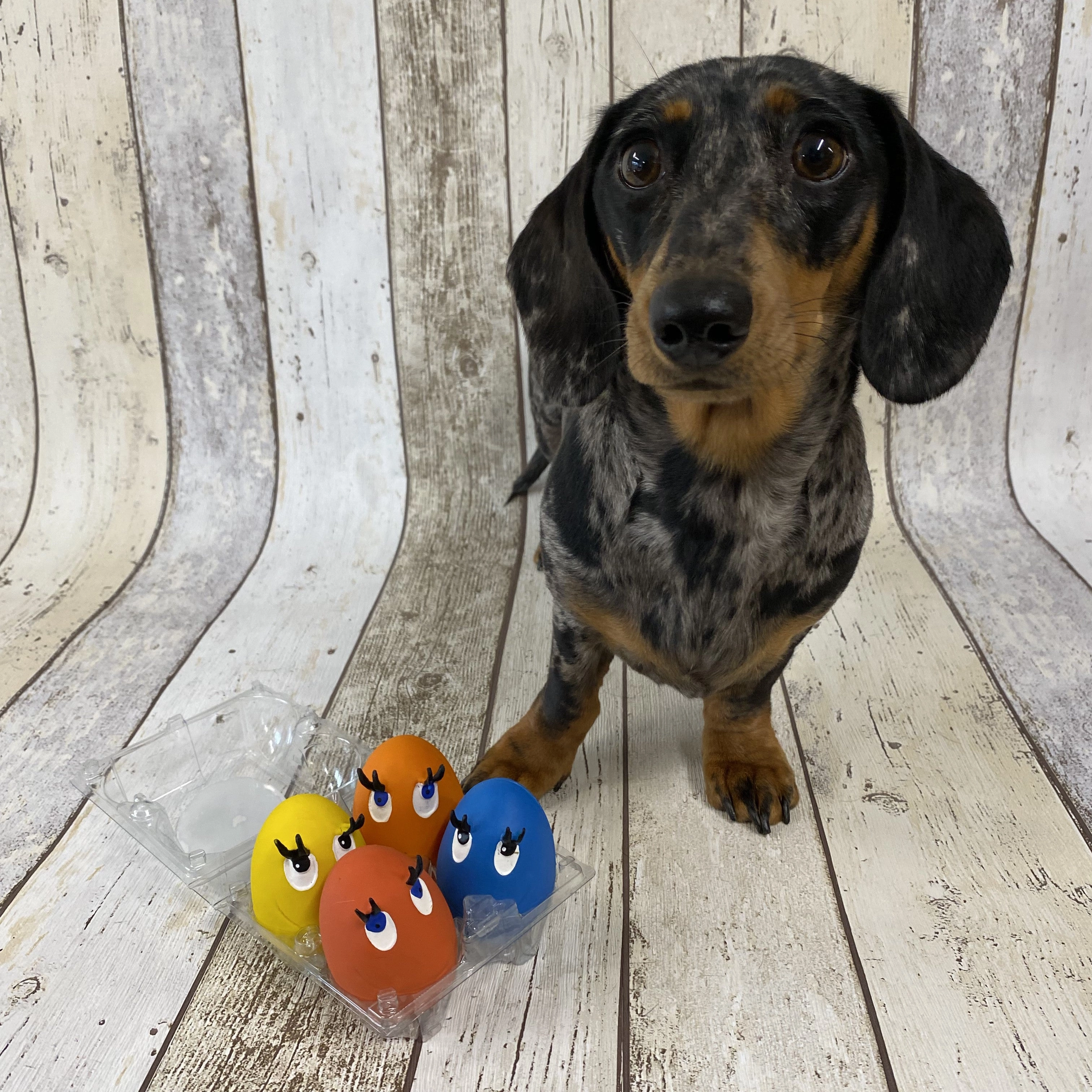 OVO the Egg for Dogs