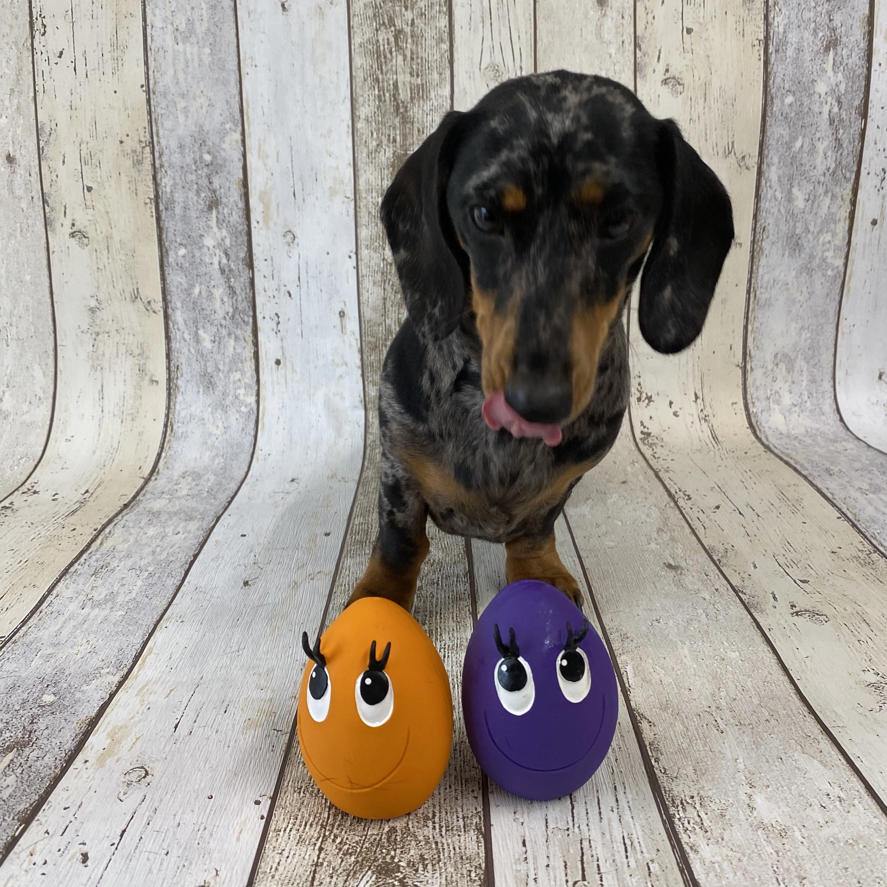 OVO the Egg for Dogs