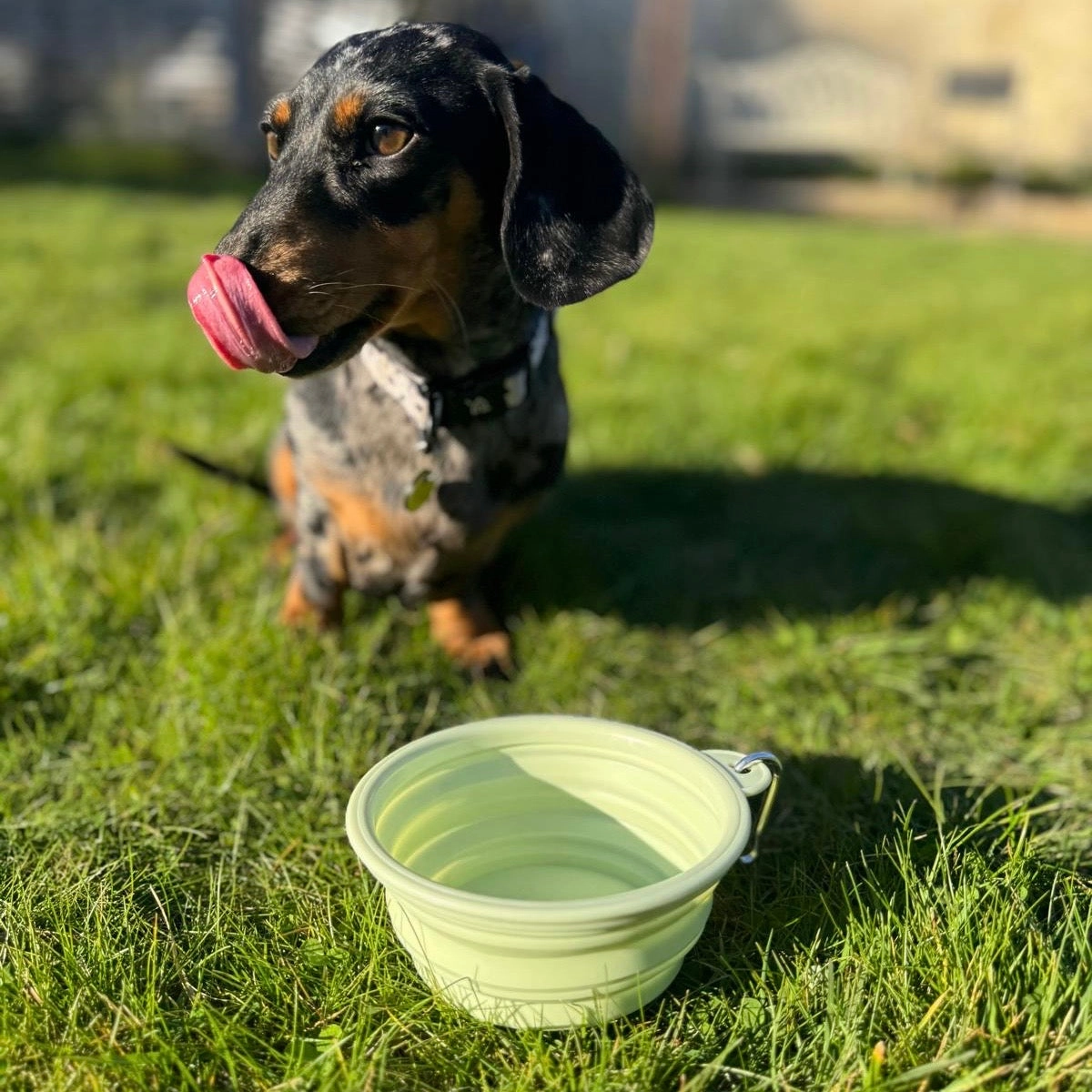 Pastel Collapsible Travel Bowls