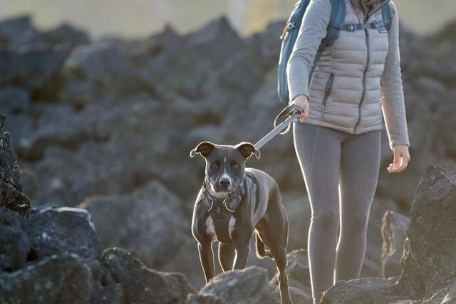 Ruffwear Front Range? Dog Lead