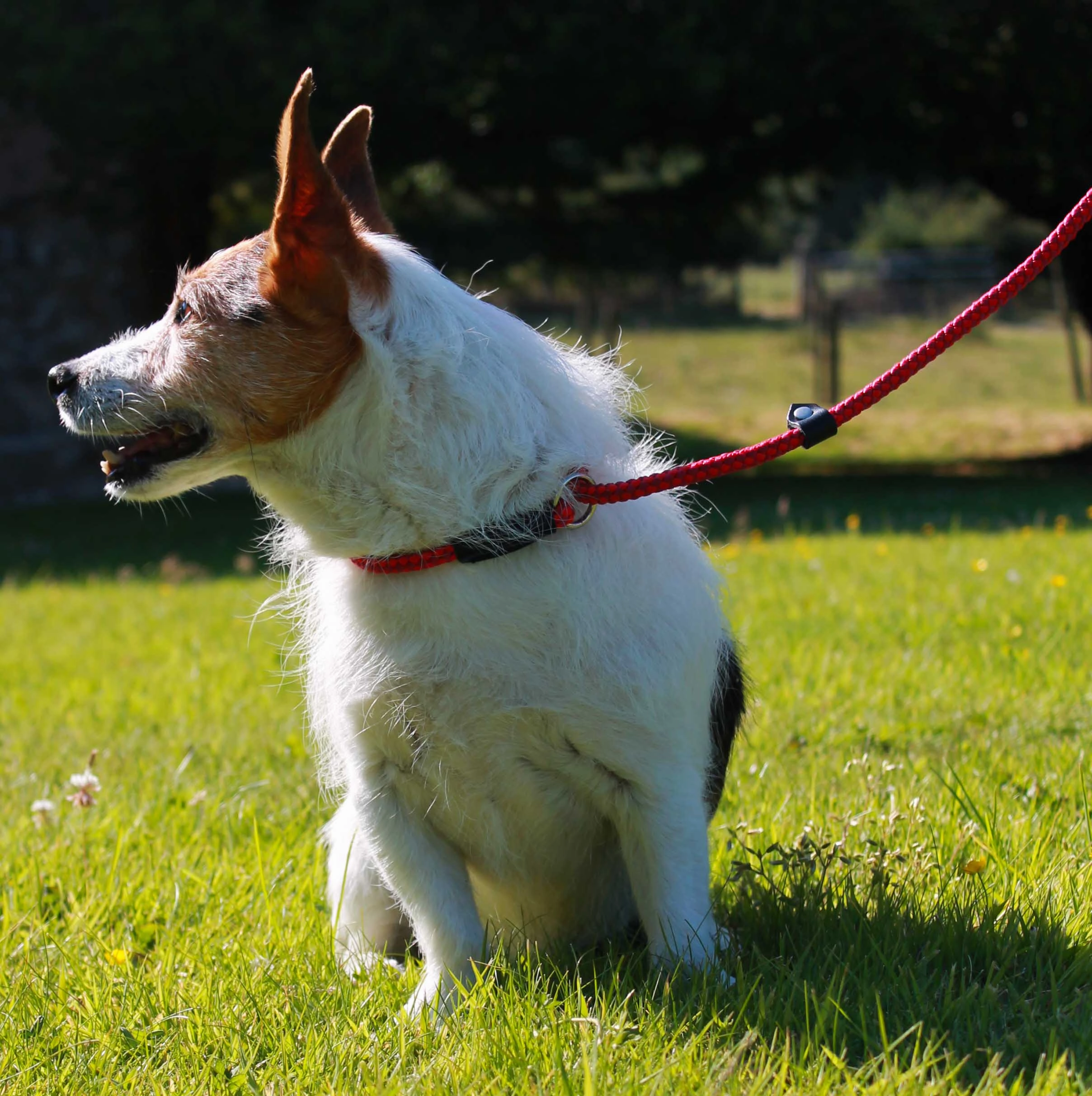 Slip Training Leads for Dogs