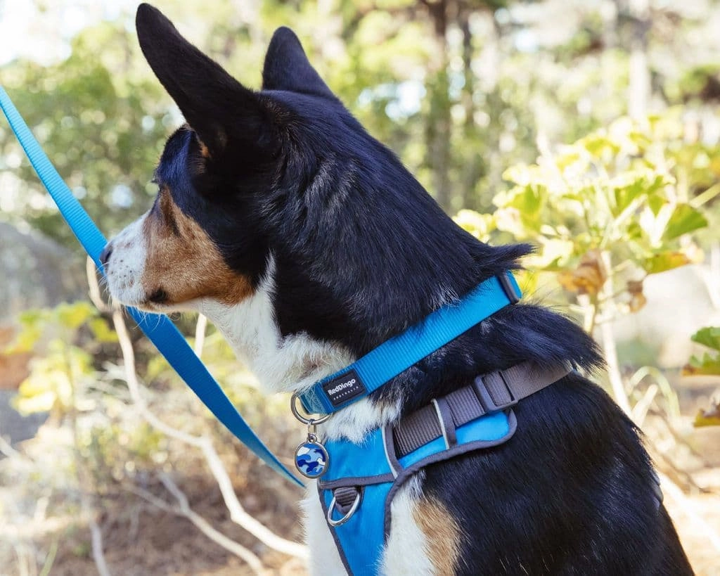 Turquoise Dog Lead by Red Dingo