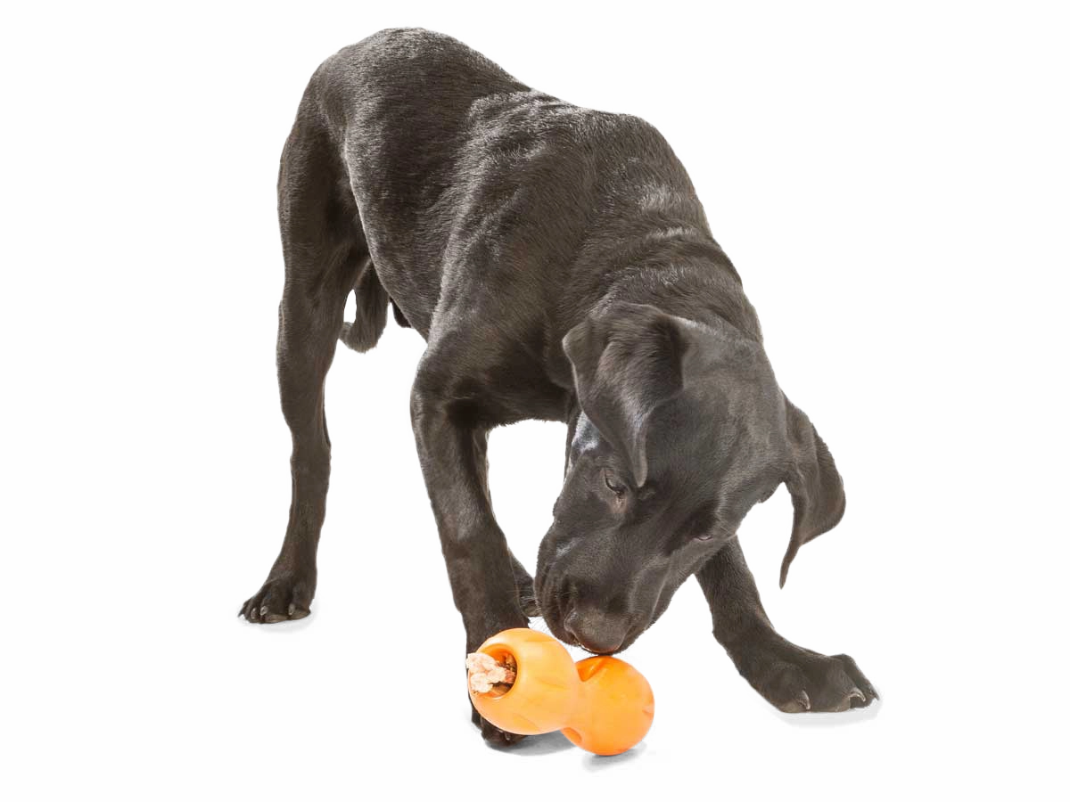 Zogoflex Qwizl by West Paw